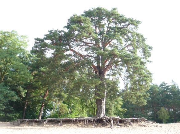  &nbsp; 
 Die k&ouml;rperliche / materielle Ebene folgt der energetischen. 
 Ein Krebsgeschw&uuml;r ist zehn Jahre vor seiner Materialisierung als...